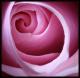 الصورة الرمزية pink rosy